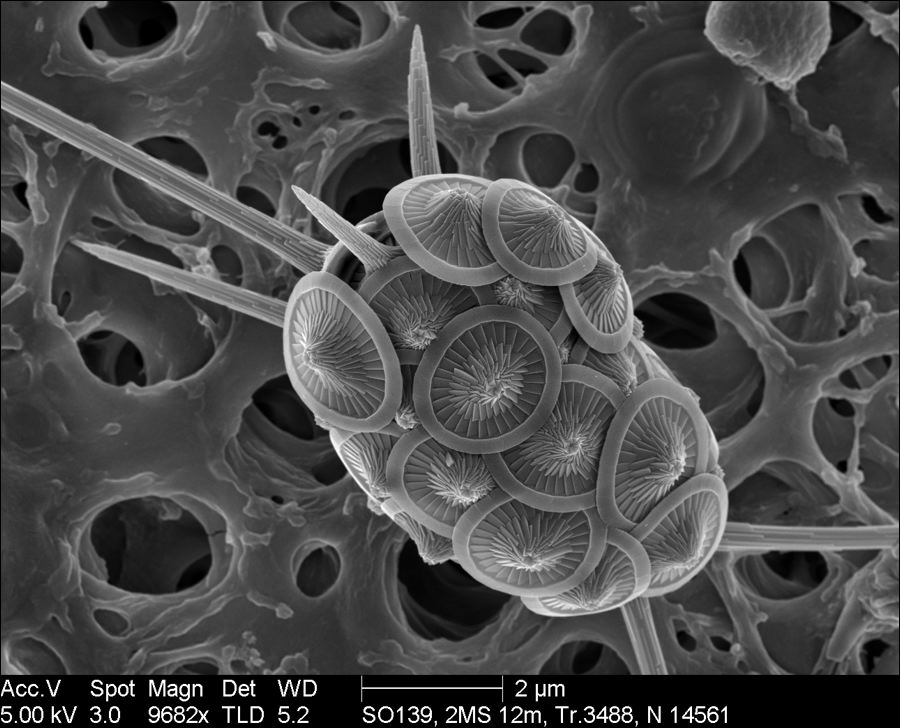 Представитель Семейства Rhabdosphaeraceae